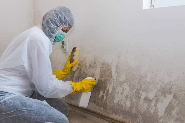 Best Mold Remediation for Specific Building Types in Paris, MO