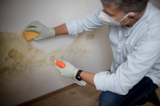 Best Attic Mold Remediation in Paris, MO
