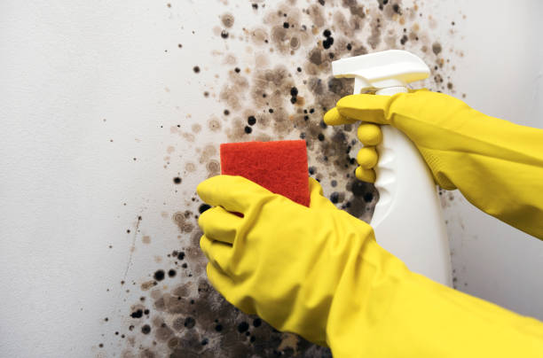 Best Basement Mold Remediation in Paris, MO