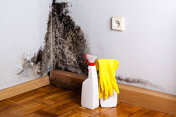 Best Black Mold Remediation in Paris, MO