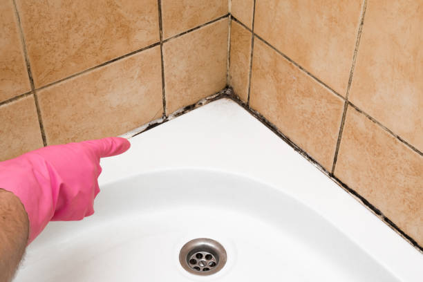 Best Residential Mold Remediation in Paris, MO